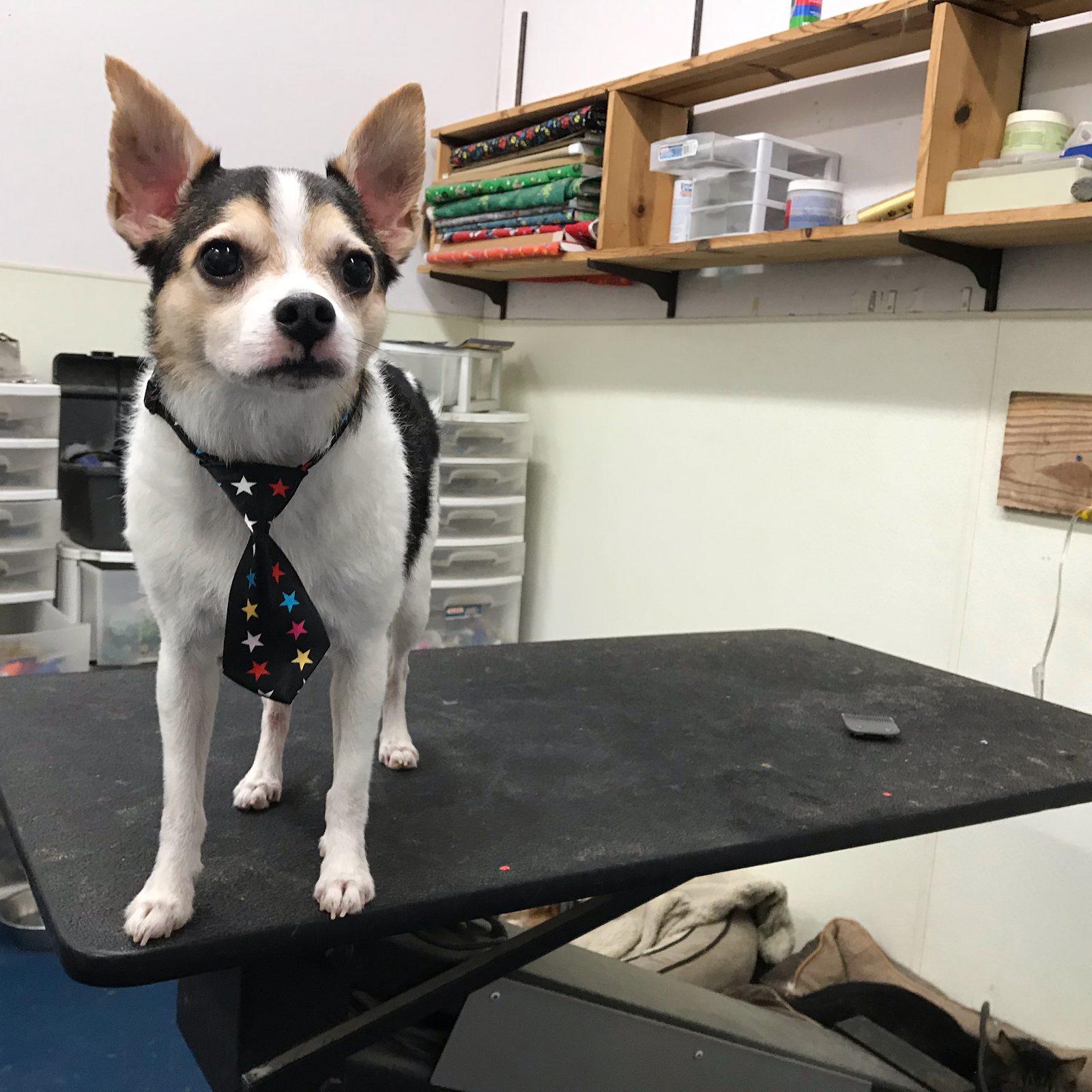 Dog & Cat Nail Trims in Pensacola, FL