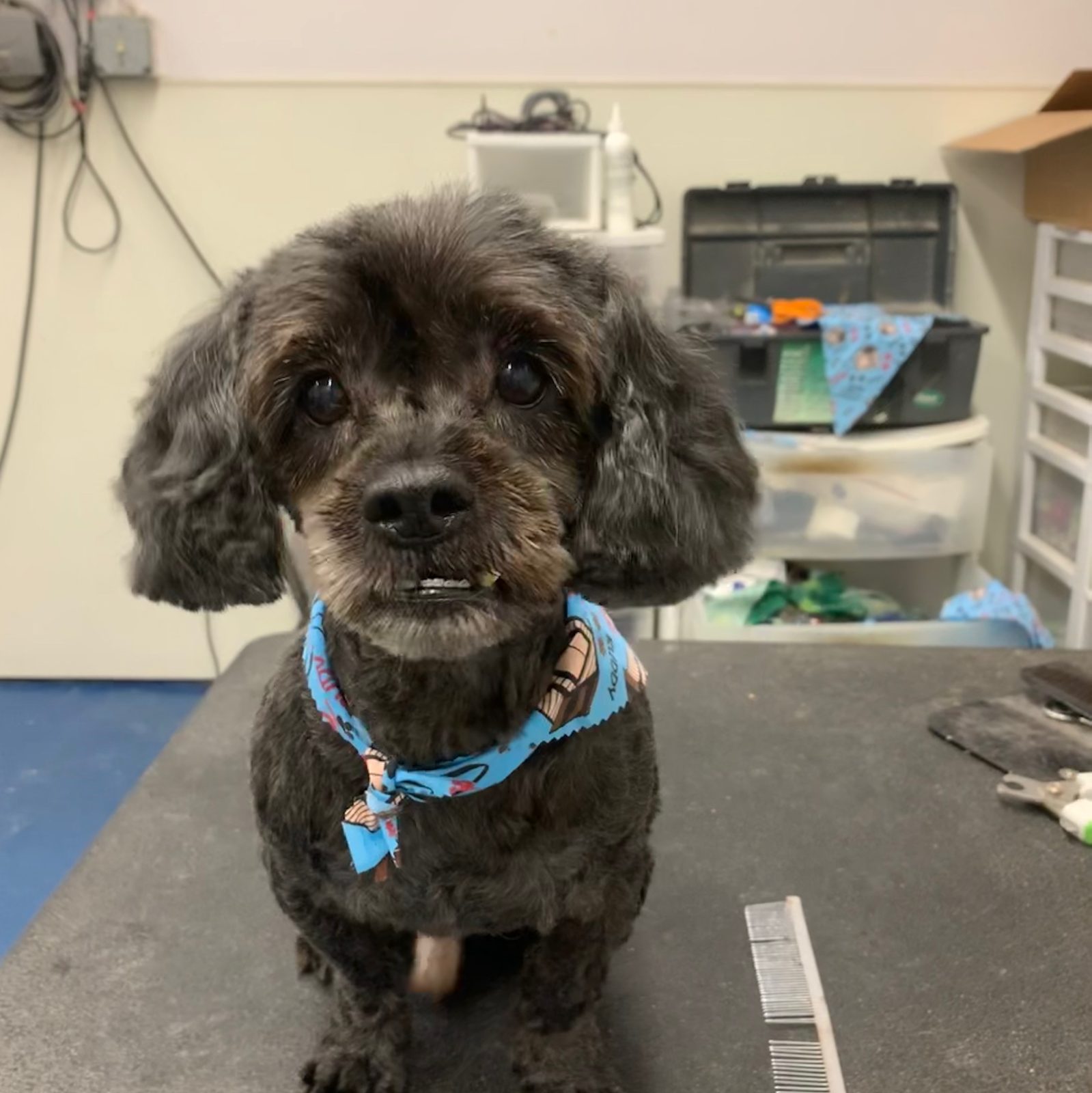 Dog & Cat De-Shedding in Pensacola, FL