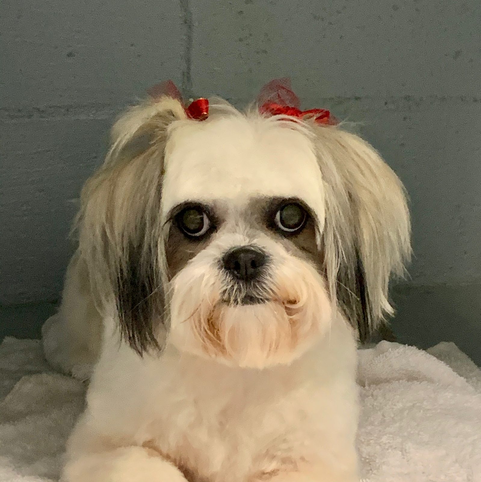 Freshly groomed Shih Tzu with red bows at Sellers Pet Grooming
