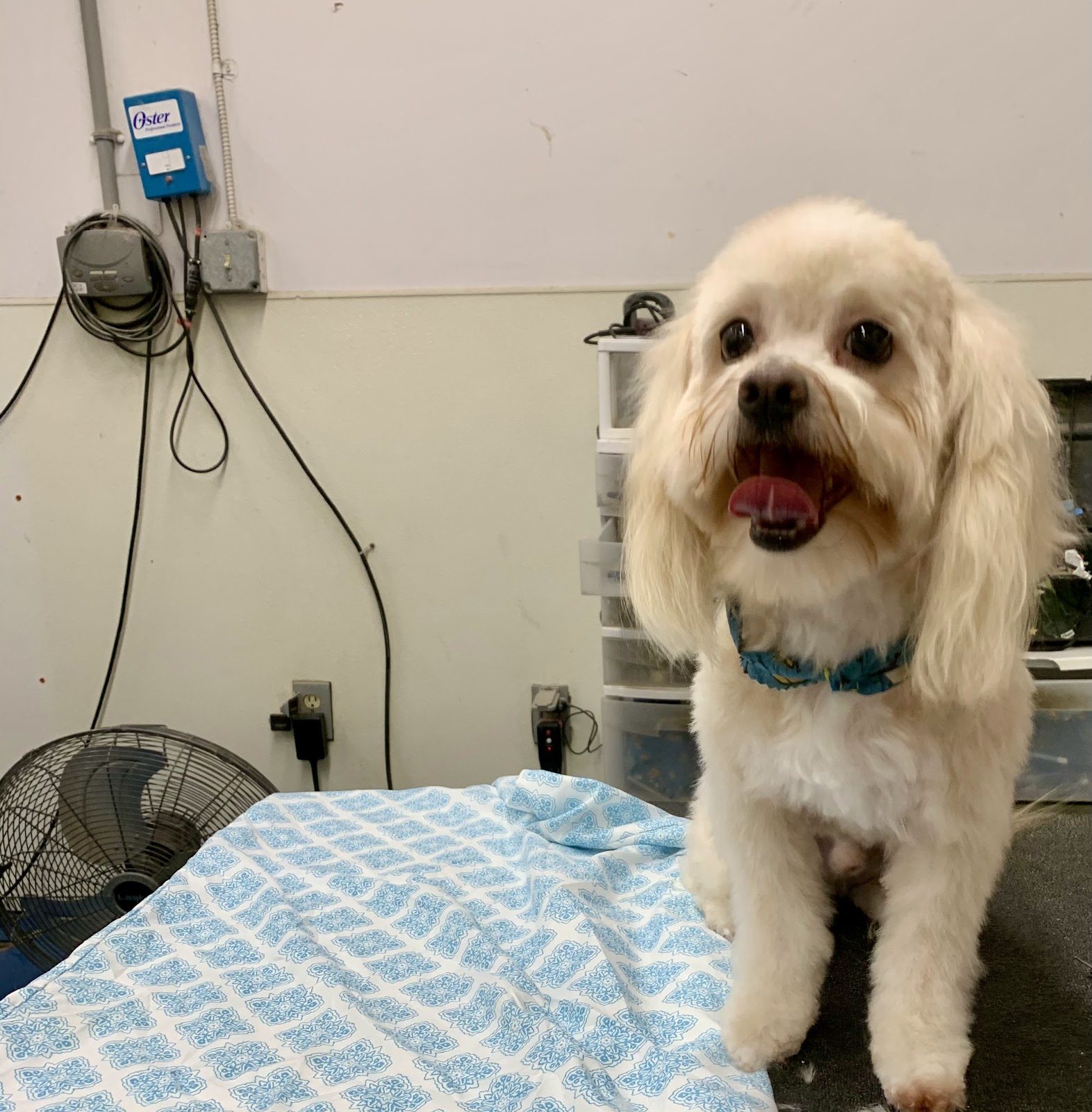 Happy groomed white Cavachon at Sellers Pet Grooming