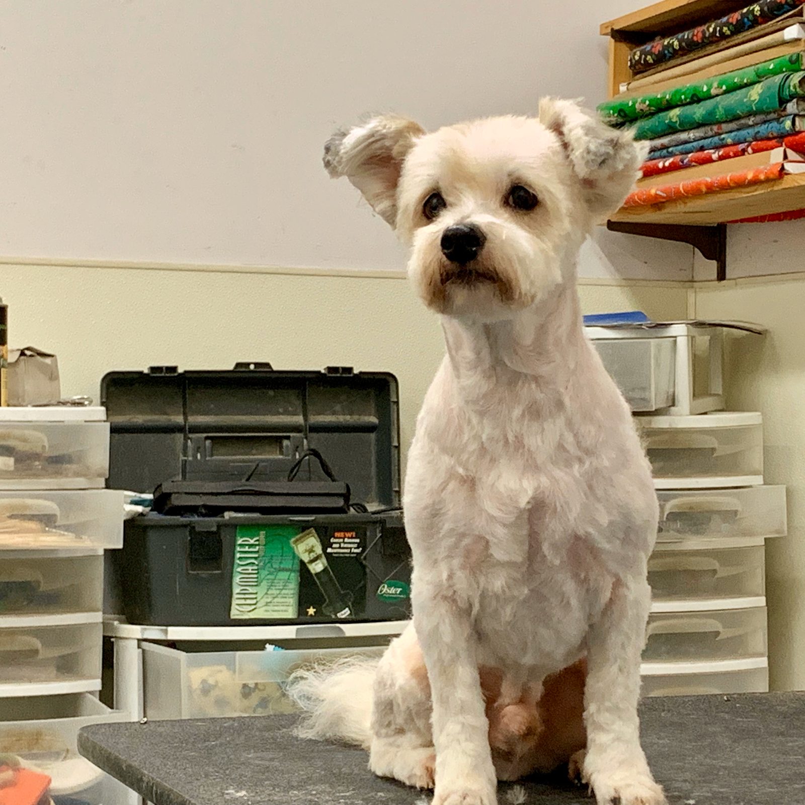 Breed Cuts and Custom Styles