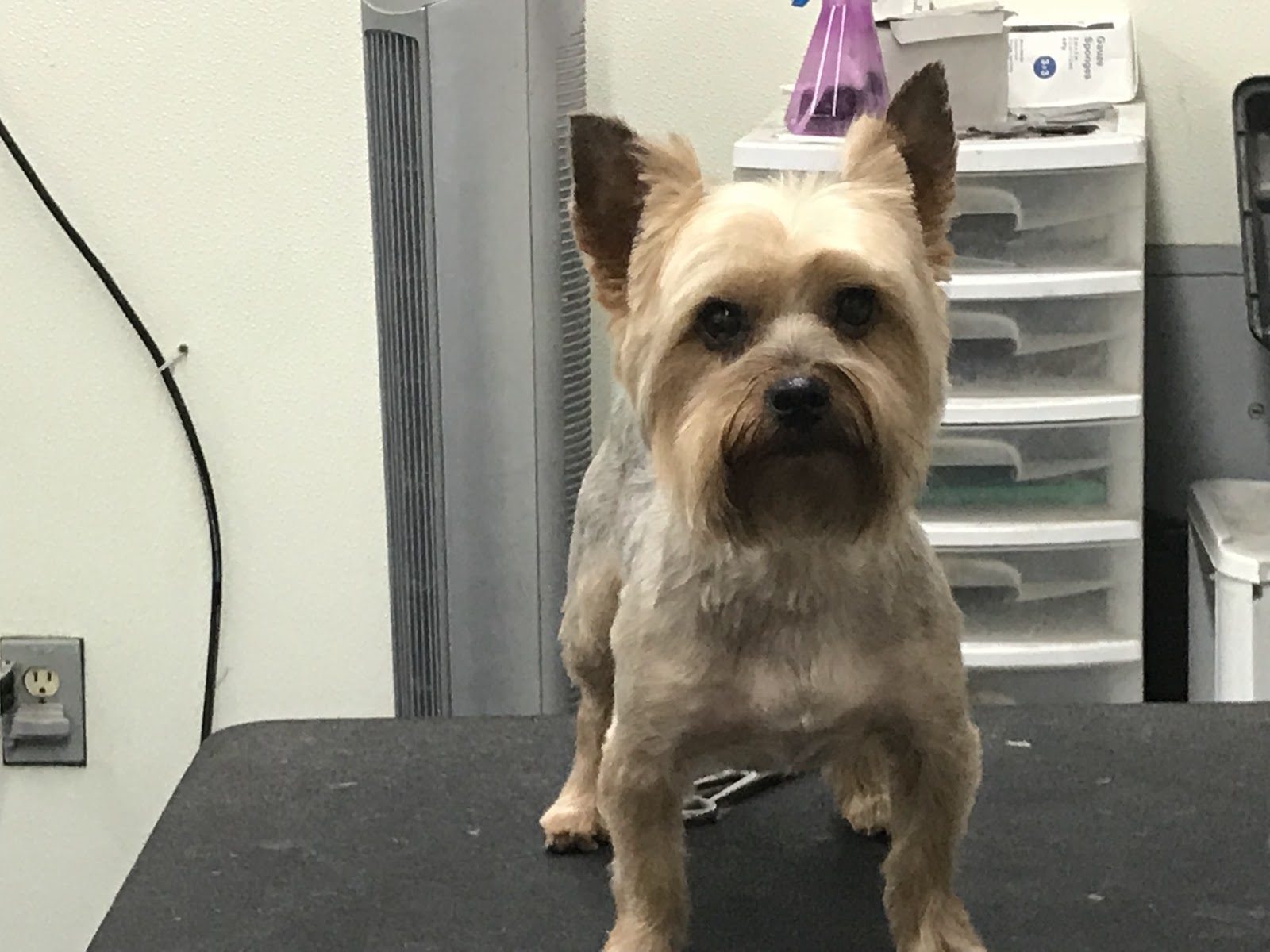 Patient Scissor Work for Wiggly Pets