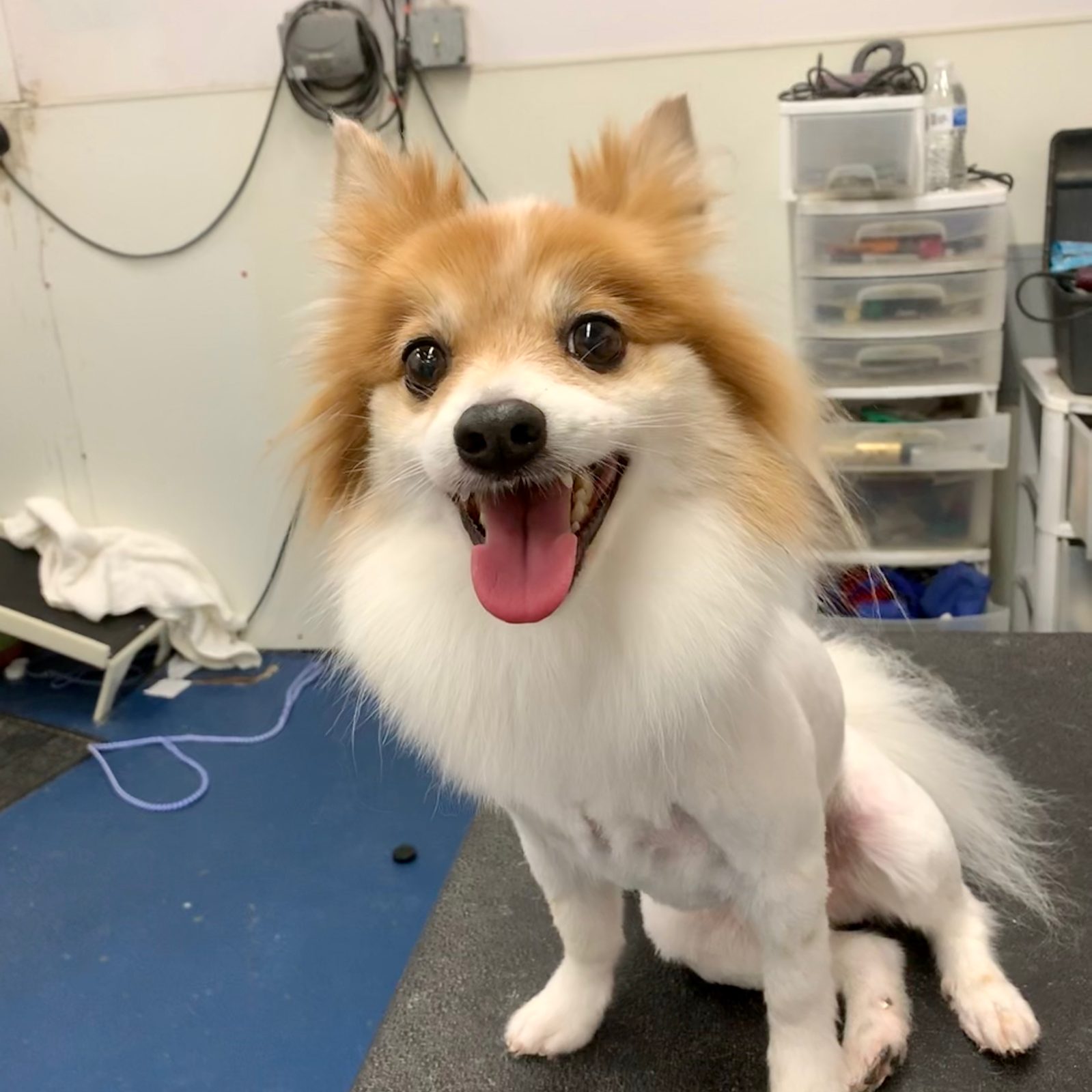 Freshly groomed pet from the Brent, FL area at Sellers Pet Grooming