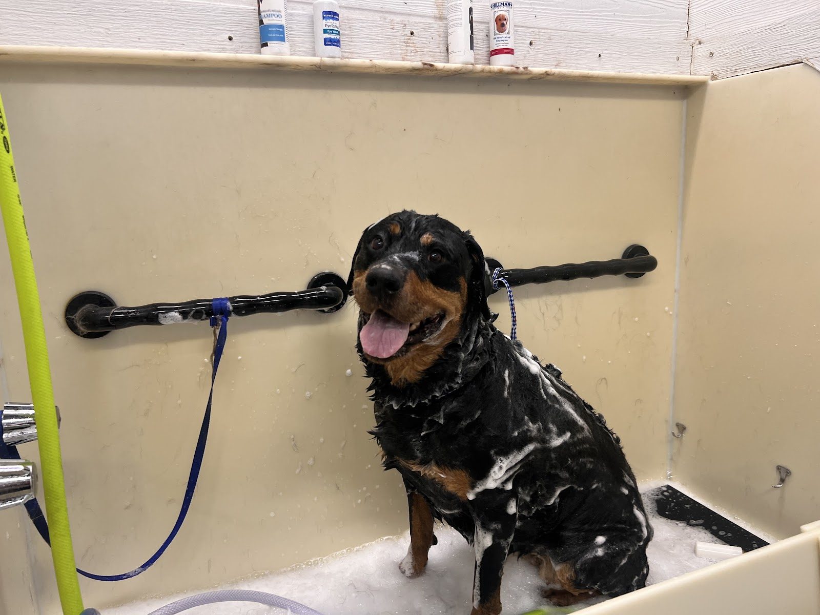 Dog & Cat Spa Bathing in Pensacola, FL