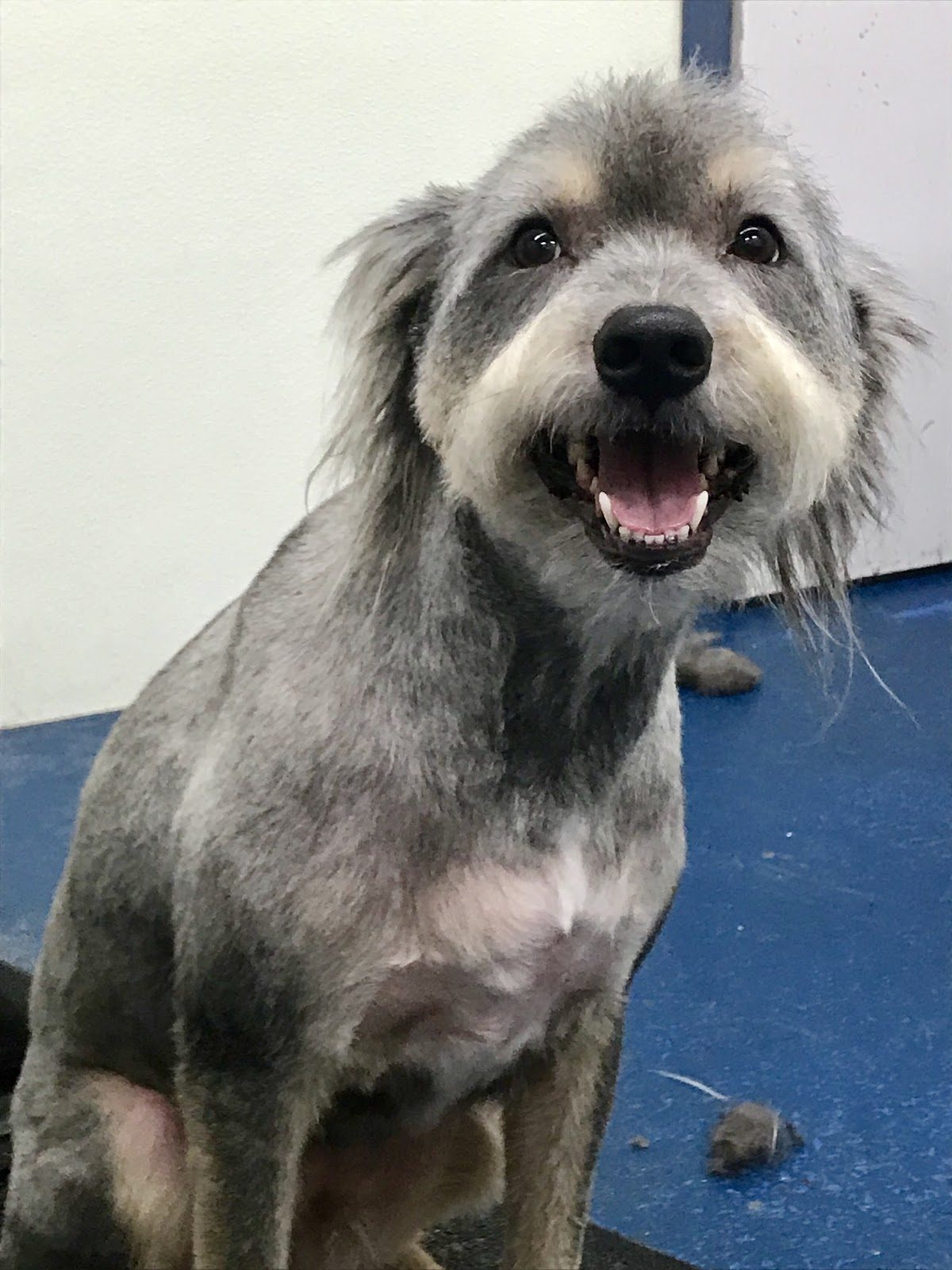 Freshly groomed pet from the Pensacola, FL area at Sellers Pet Grooming